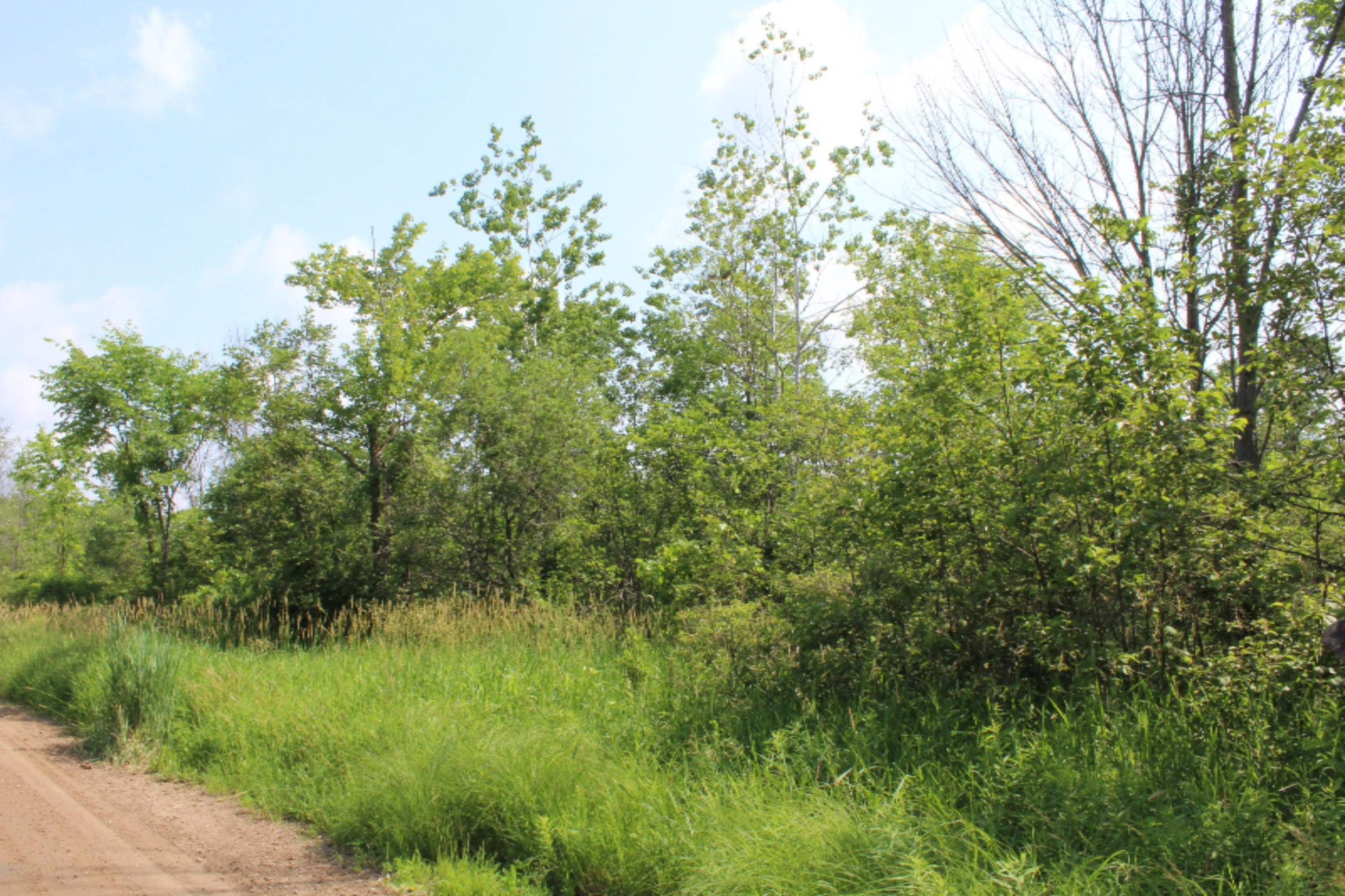 0 South Ferris Road Sidney, MI 48885 - Photo 3 of 5 Nice Woods