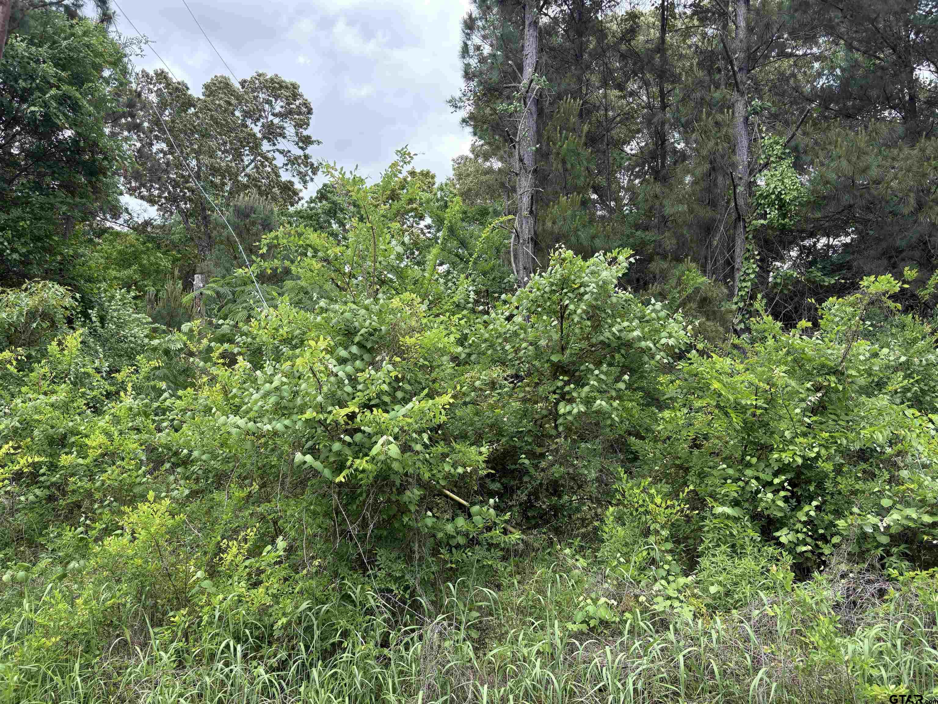 404 Post Oak Drive Bullard, TX 75757 - Photo 5 of 5 a view of a lush green forest with lawn chairs under a large tree