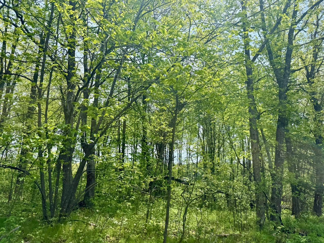 Xyz Dailey Lake Road Willow River, MN 55795 - Photo 6 of 12