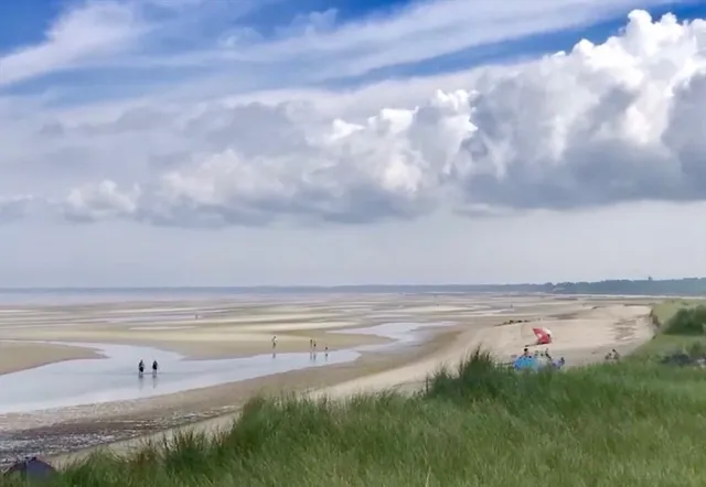 a view of a yard with a tree and a bench