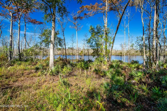 a view of yard with large tree