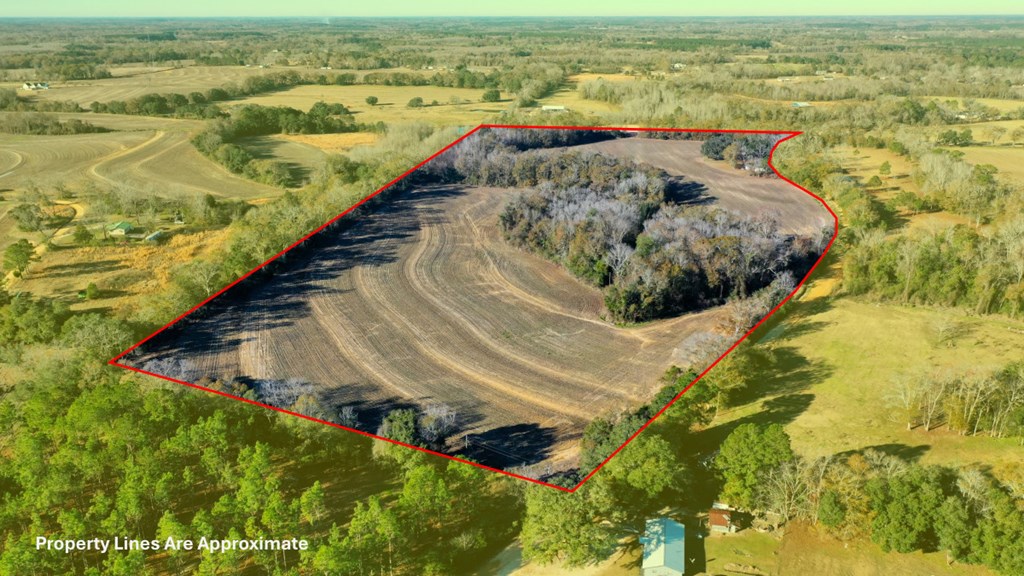 167 Grady Garner Road Slocomb, AL 36375 - Photo 9 of 20