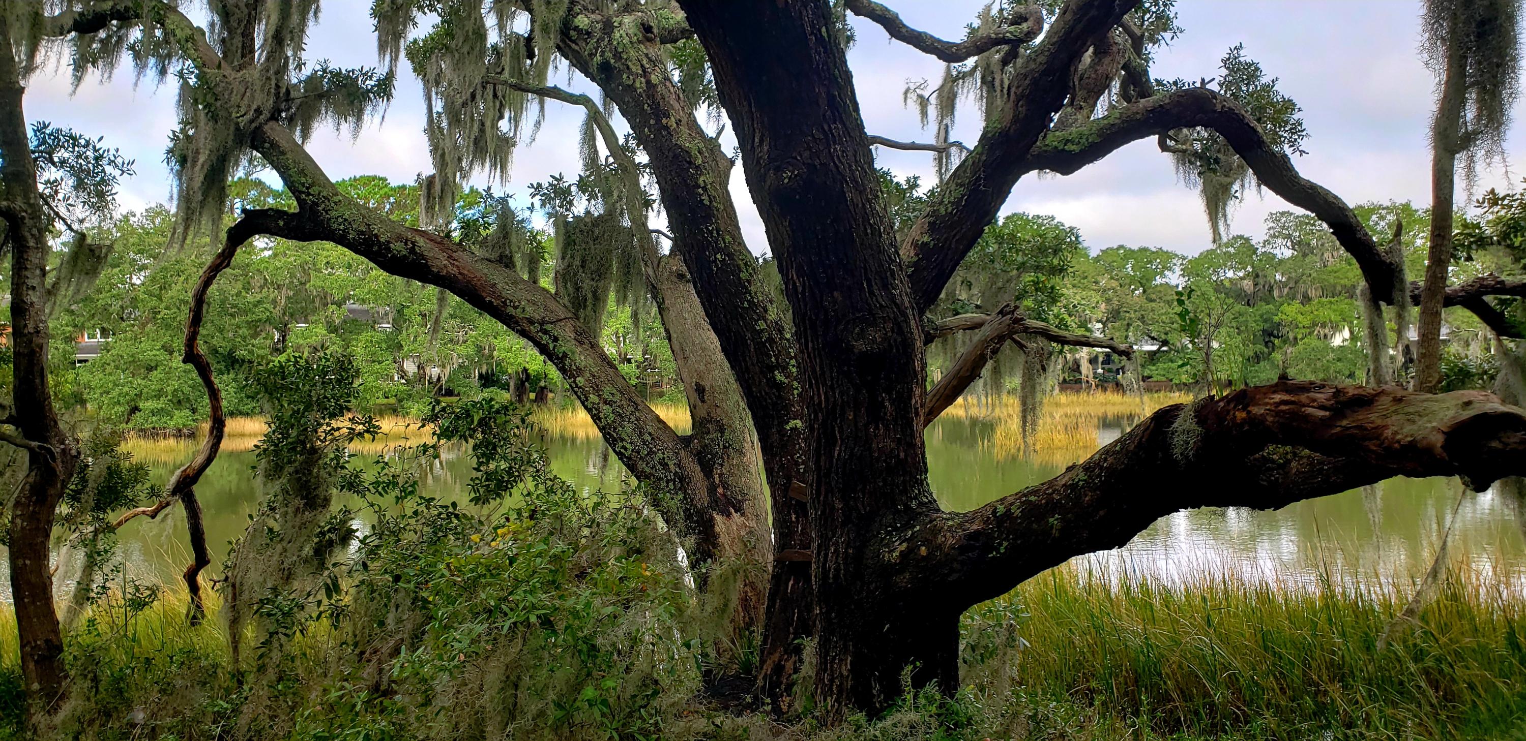 Lot 28 Compass Point Charleston, SC 29412 - Photo 3 of 25 20201113_172513