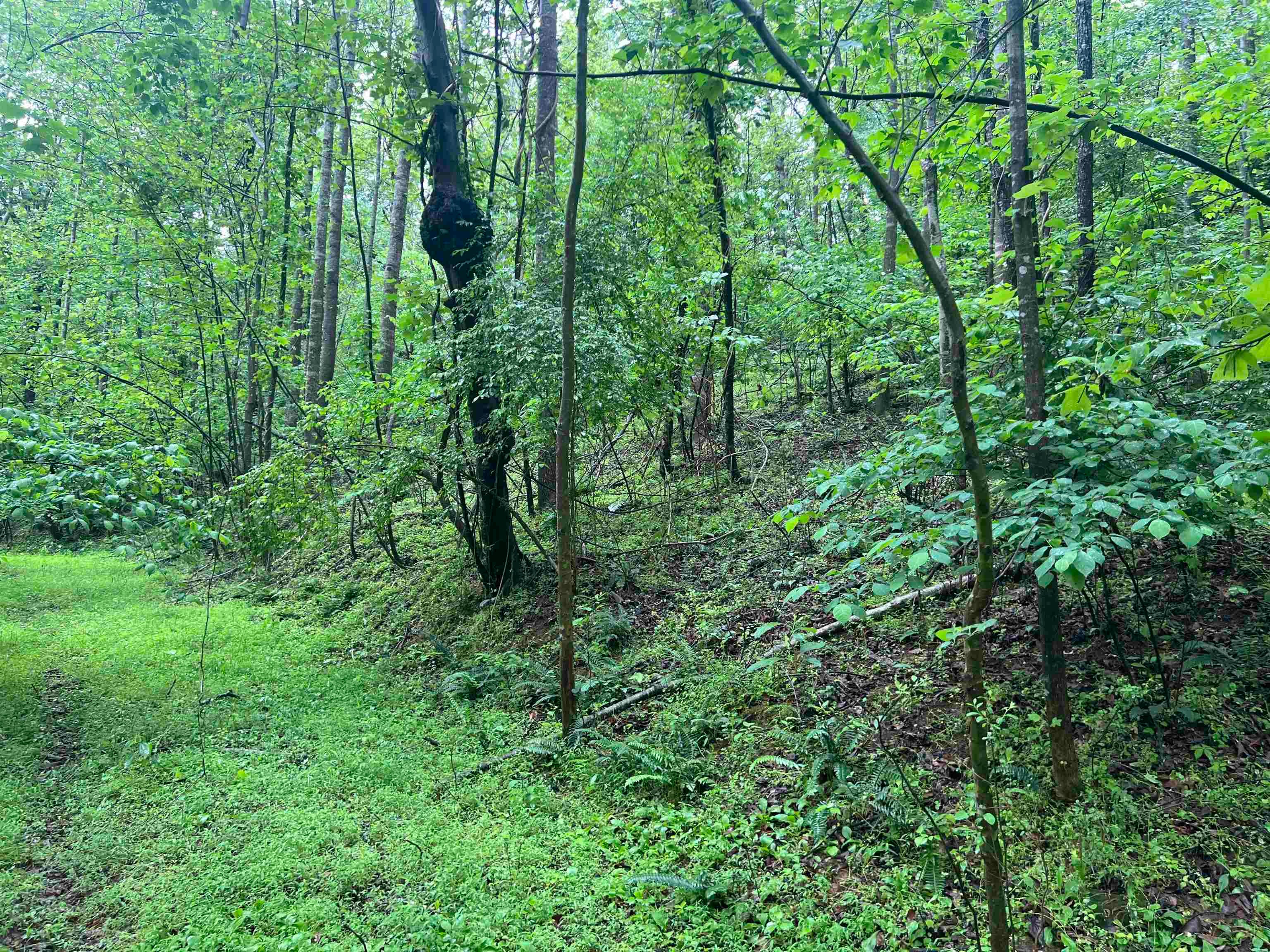 Tbd Nemmo Road Vinton, VA 24179 - Photo 4 of 16 Gallery Image 4