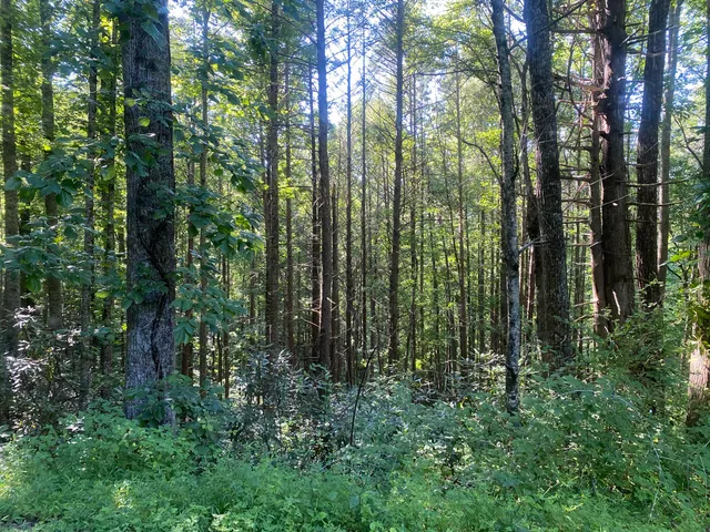 $19,999 | Tbd Cherokee Circle, Unit 32, Erwin, TN 37650