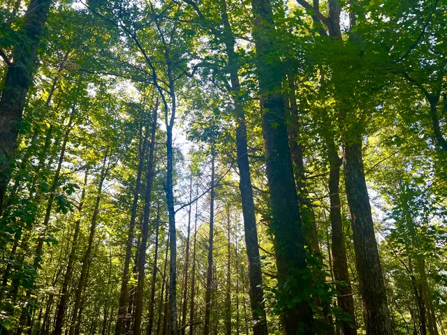 $19,999 | Tbd Cherokee Circle, Unit 32, Erwin, TN 37650