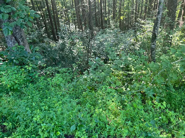 $19,999 | Tbd Cherokee Circle, Unit 32, Erwin, TN 37650