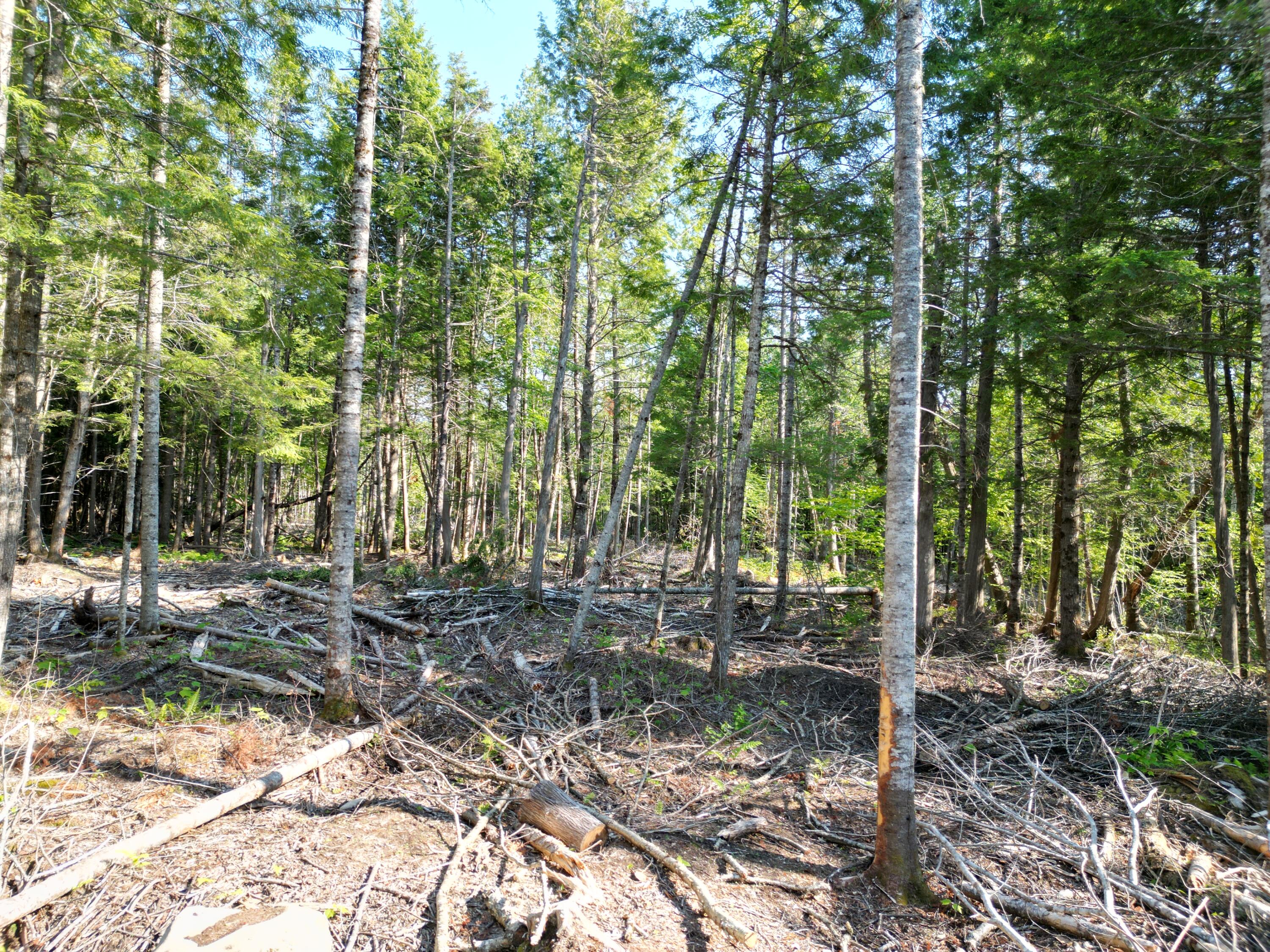 Lot 1-2 Off Clear Cut Lodge Road Springfield, ME 04487 - Photo 13 of 15 DJI_0998