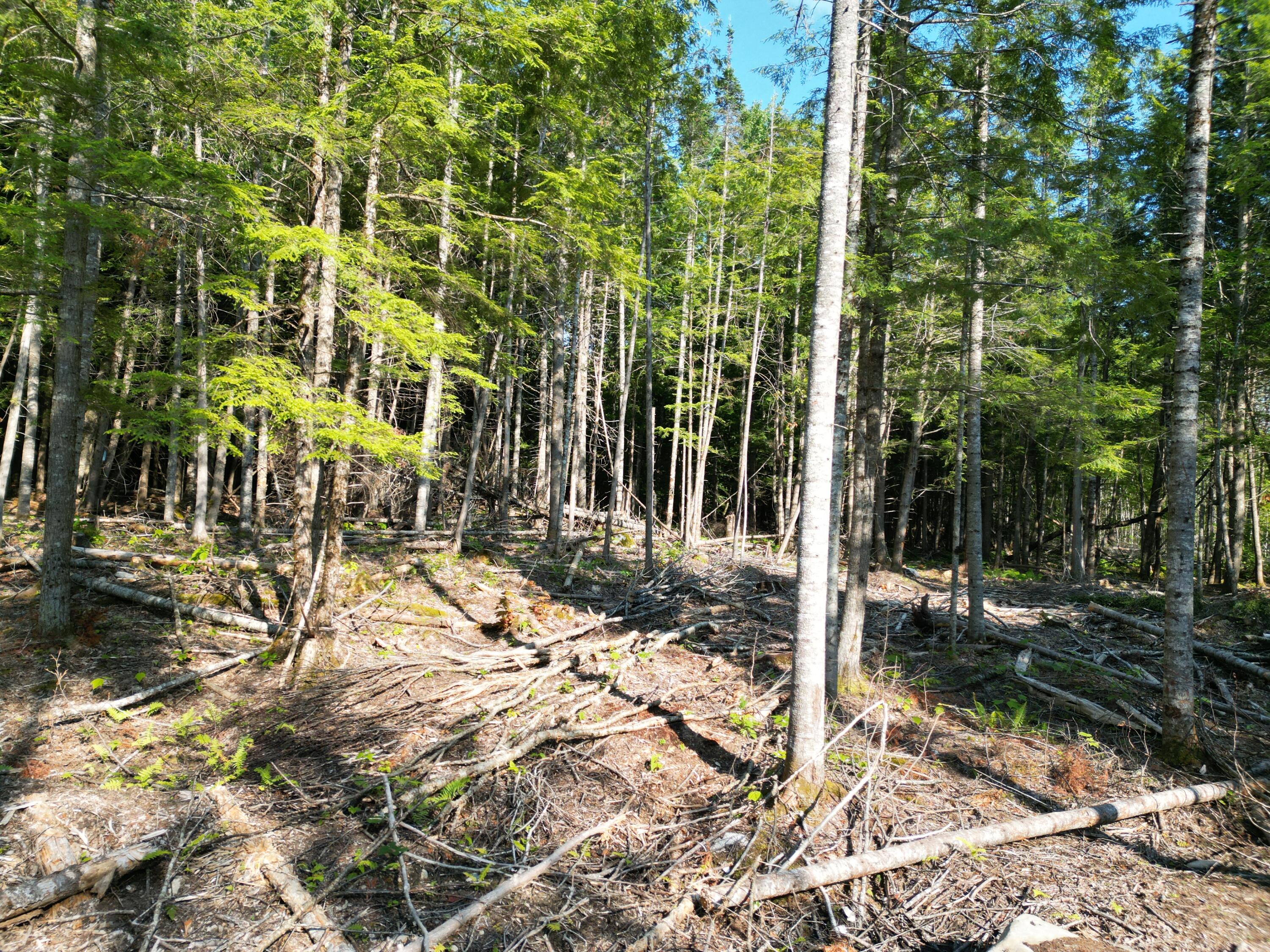 Lot 1-2 Off Clear Cut Lodge Road Springfield, ME 04487 - Photo 14 of 15 DJI_0999