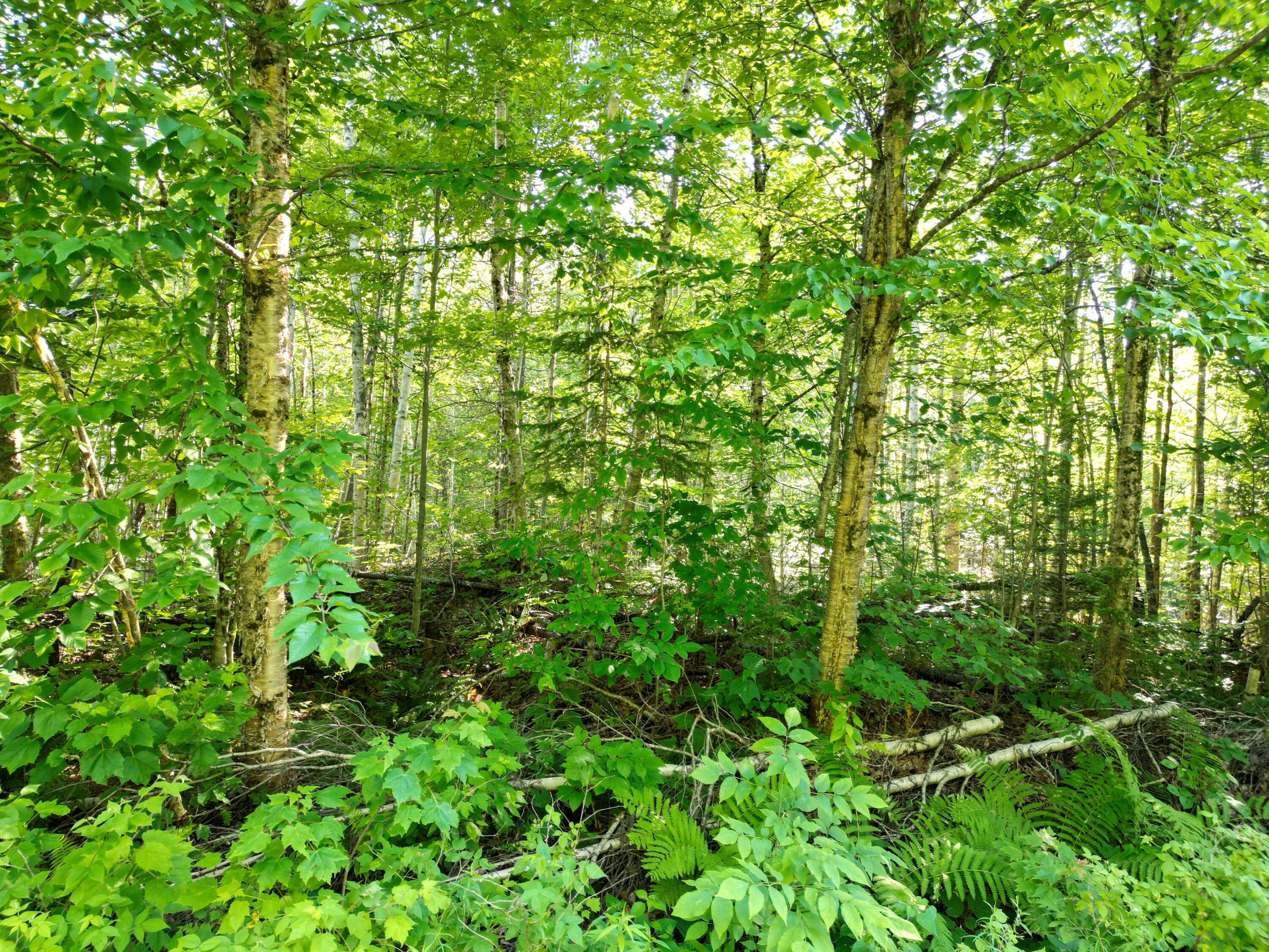Lot 1-2 Off Clear Cut Lodge Road Springfield, ME 04487 - Photo 7 of 15 DJI_0007