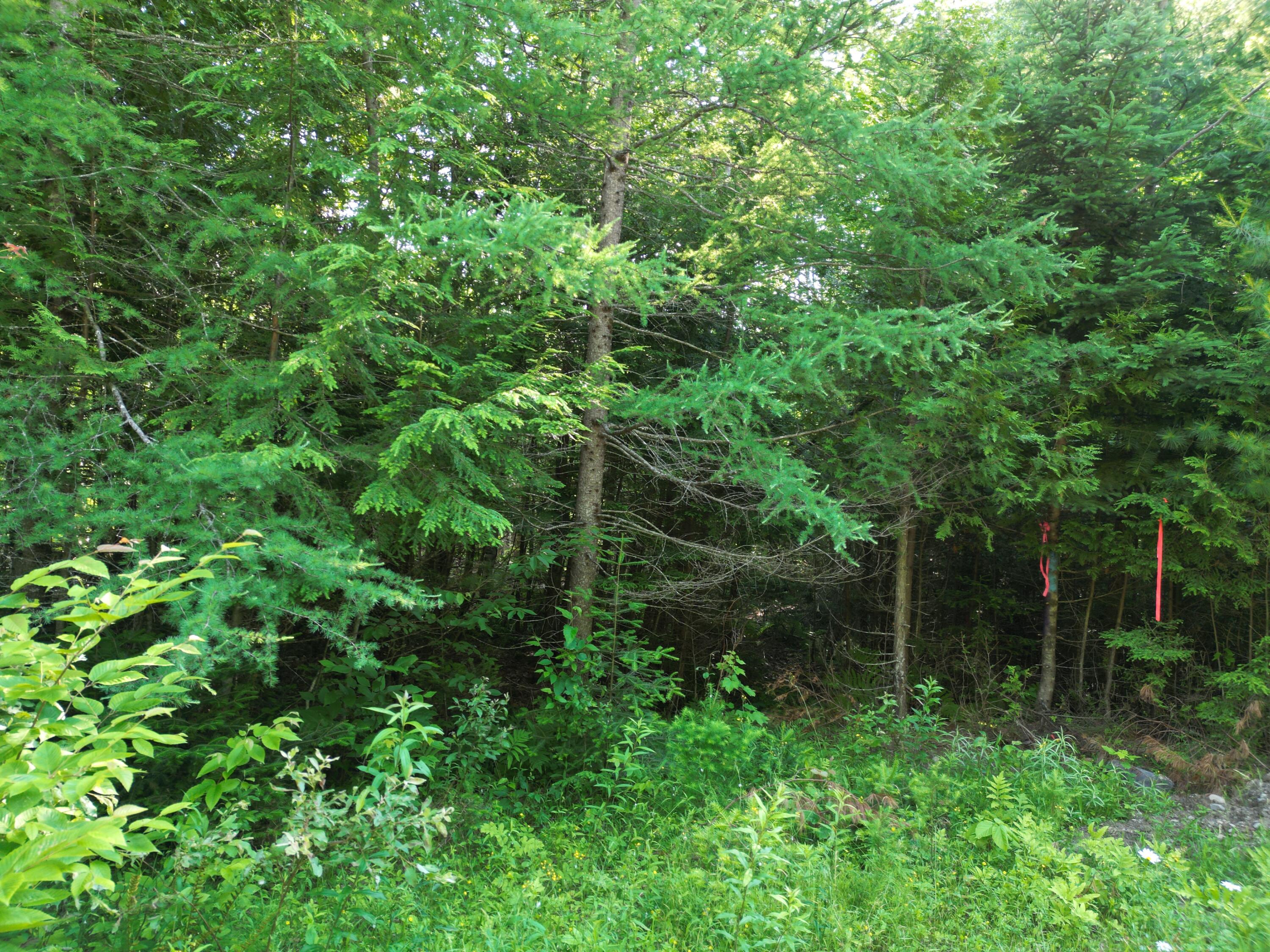 Lot 1-2 Off Clear Cut Lodge Road Springfield, ME 04487 - Photo 8 of 15 DJI_0008