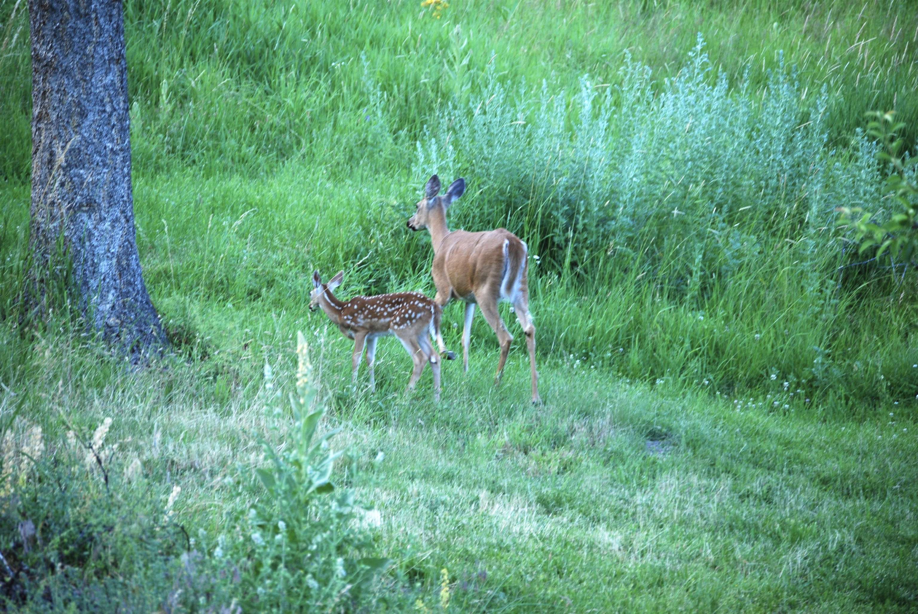 1354 South Basin Road Colville, WA 99114 - Photo 42 of 43