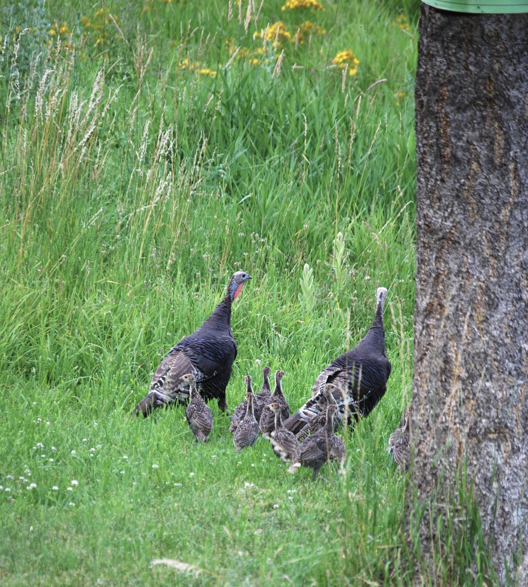 1354 South Basin Road Colville, WA 99114 - Photo 43 of 43