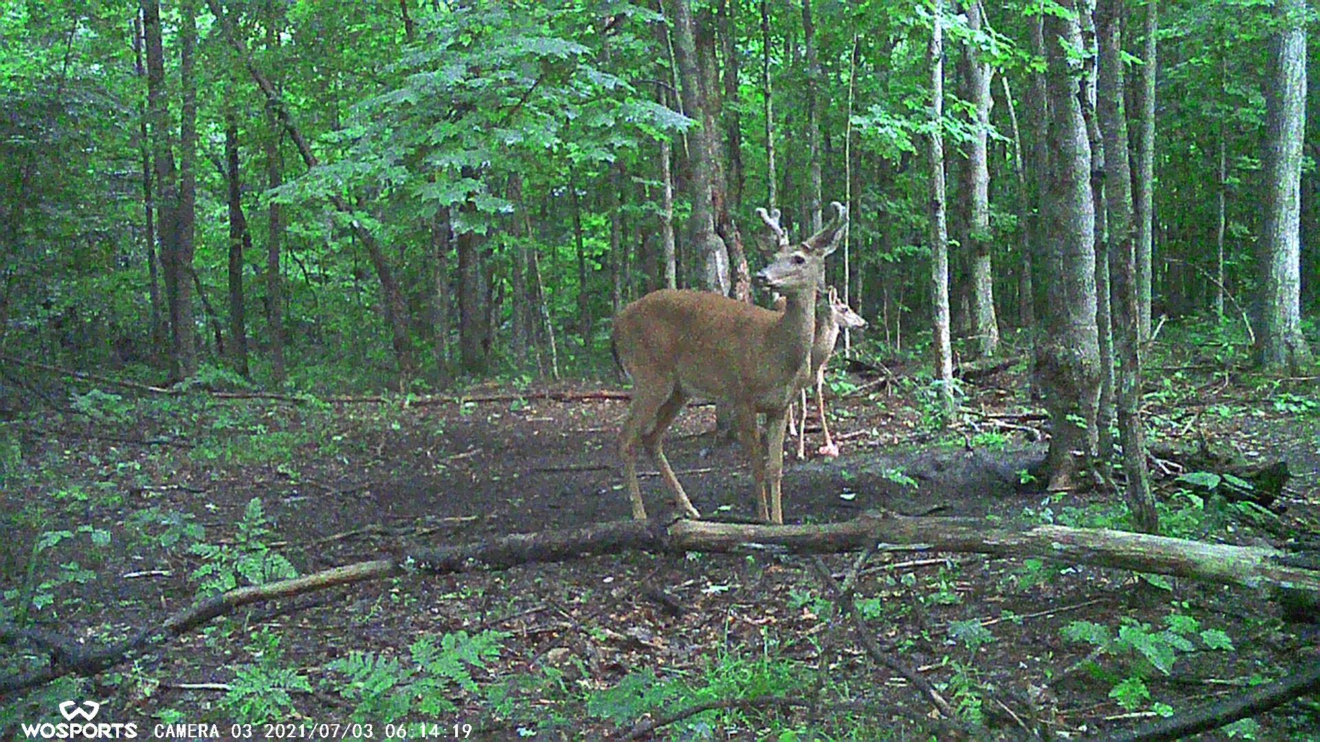 Vl Milbocker Road Gaylord, MI 49735 - Photo 28 of 47 Gallery Image 28
