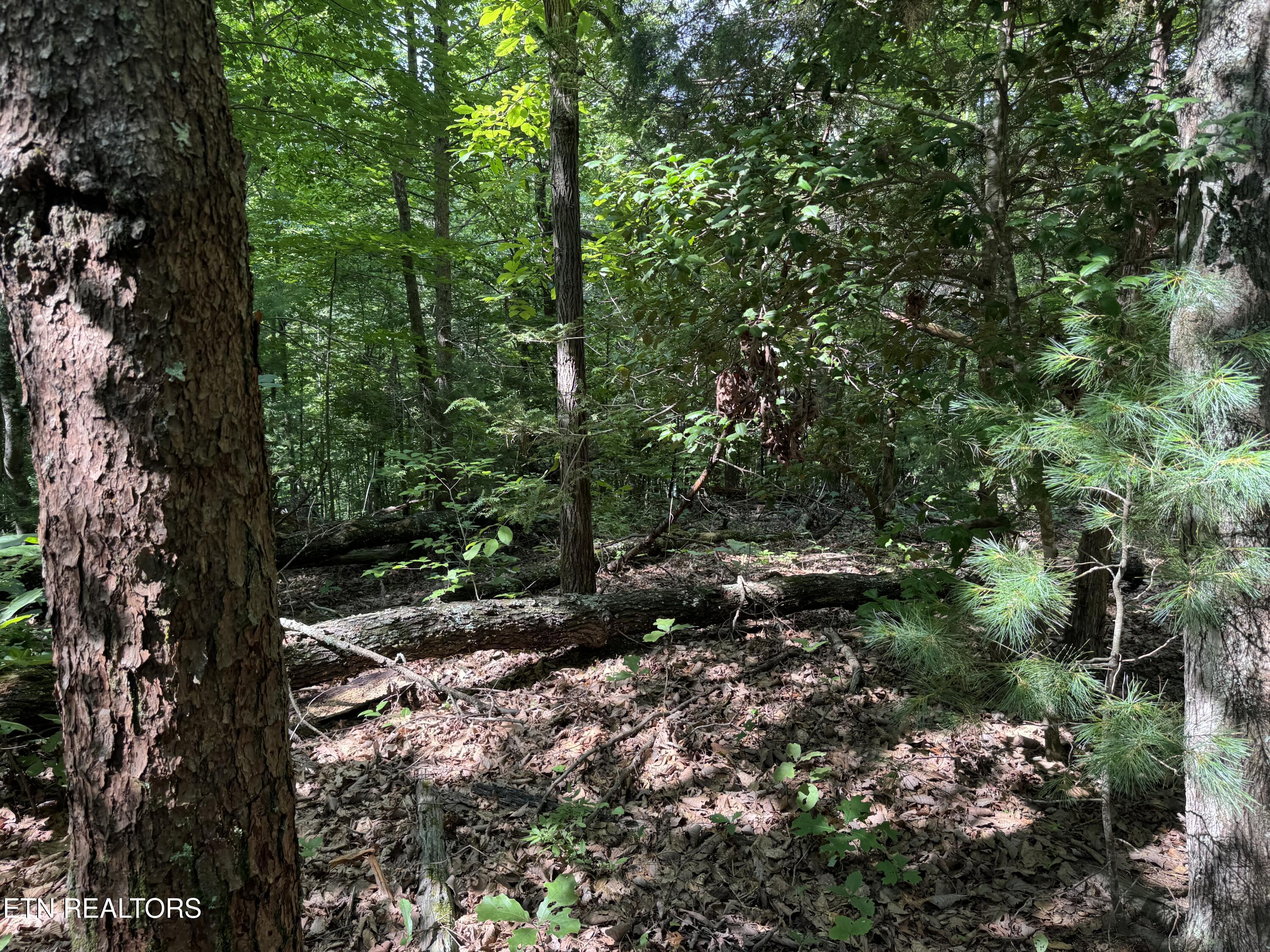 332 Padgett Mill Road Cosby, TN 37722 - Photo 5 of 41 IMG_0357