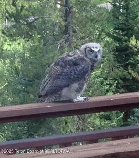 $6,500,000 | 1050 Blue Dun Lane, Wilson, WY 83014