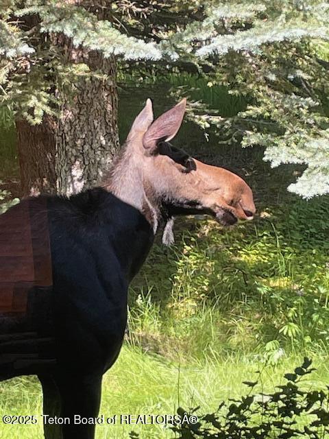 1050 Blue Dun Lane Wilson, WY 83014 - Photo 34 of 34 IMG_0429