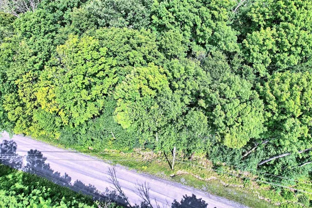 a view of a garden with plants