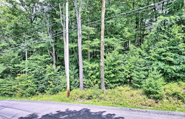 a view of a lush green forest