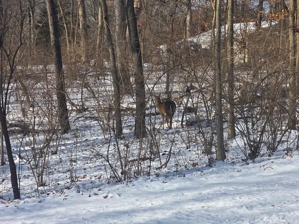 a view of a forest with trees