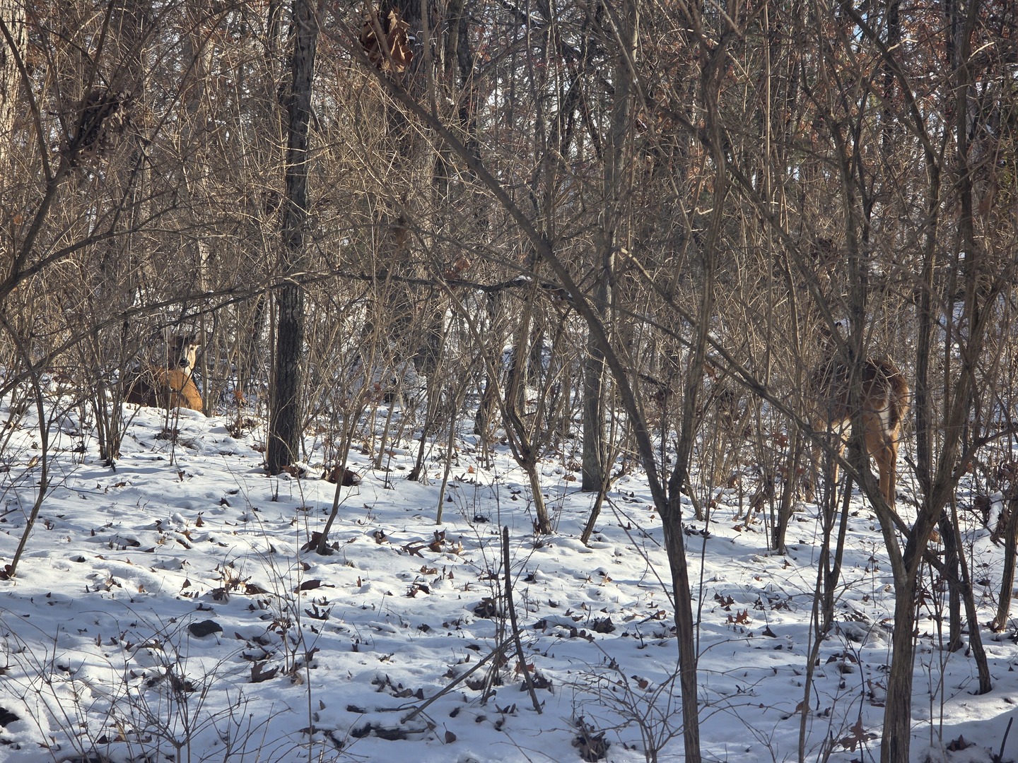 110 West Fork Road Dixon, IL 61021 - Photo 4 of 7