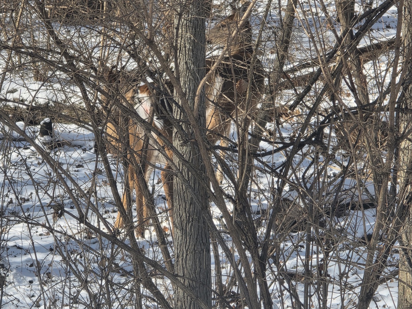 110 West Fork Road Dixon, IL 61021 - Photo 6 of 7