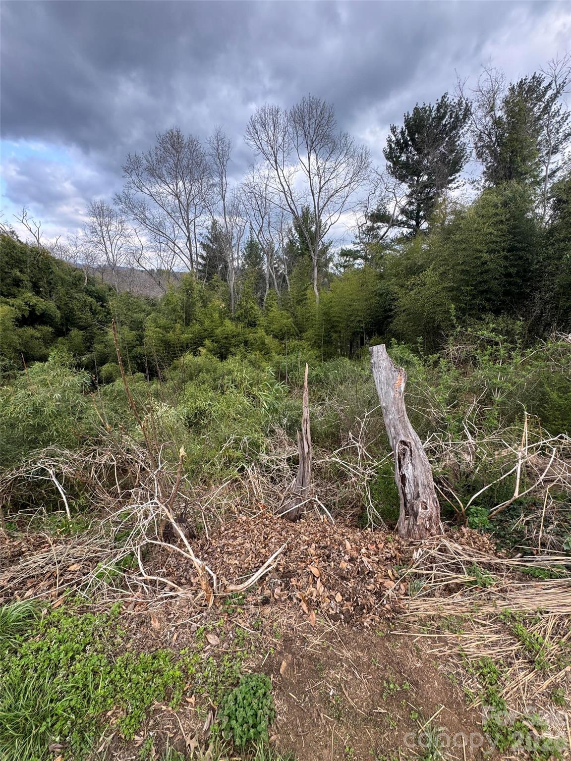 38 Belleair Road Asheville, NC 28806 - Photo 2 of 2 a view of a forest with a tree