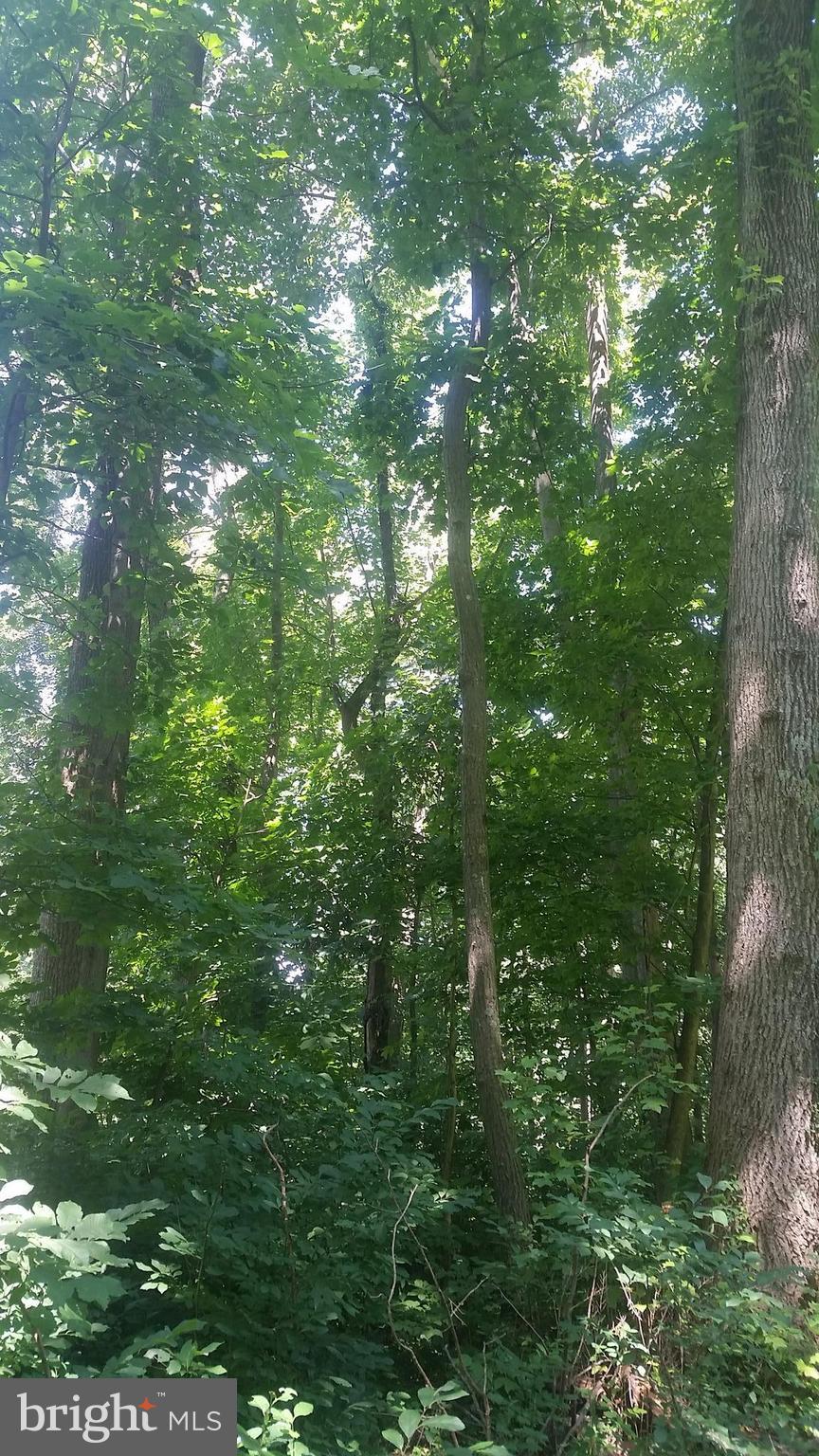 12 D Fire Trail Road Linden, VA 22642 - Photo 5 of 11 Interior (General)