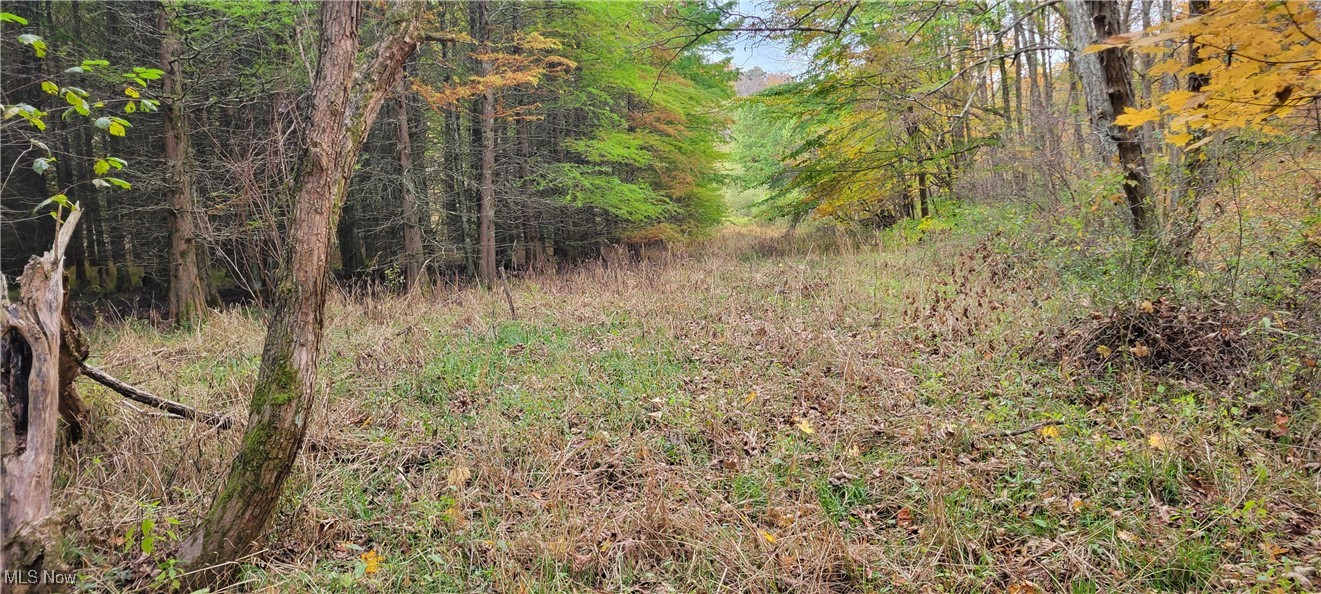 0 Green Road Tippecanoe, OH 44699 - Photo 2 of 2 View of woods