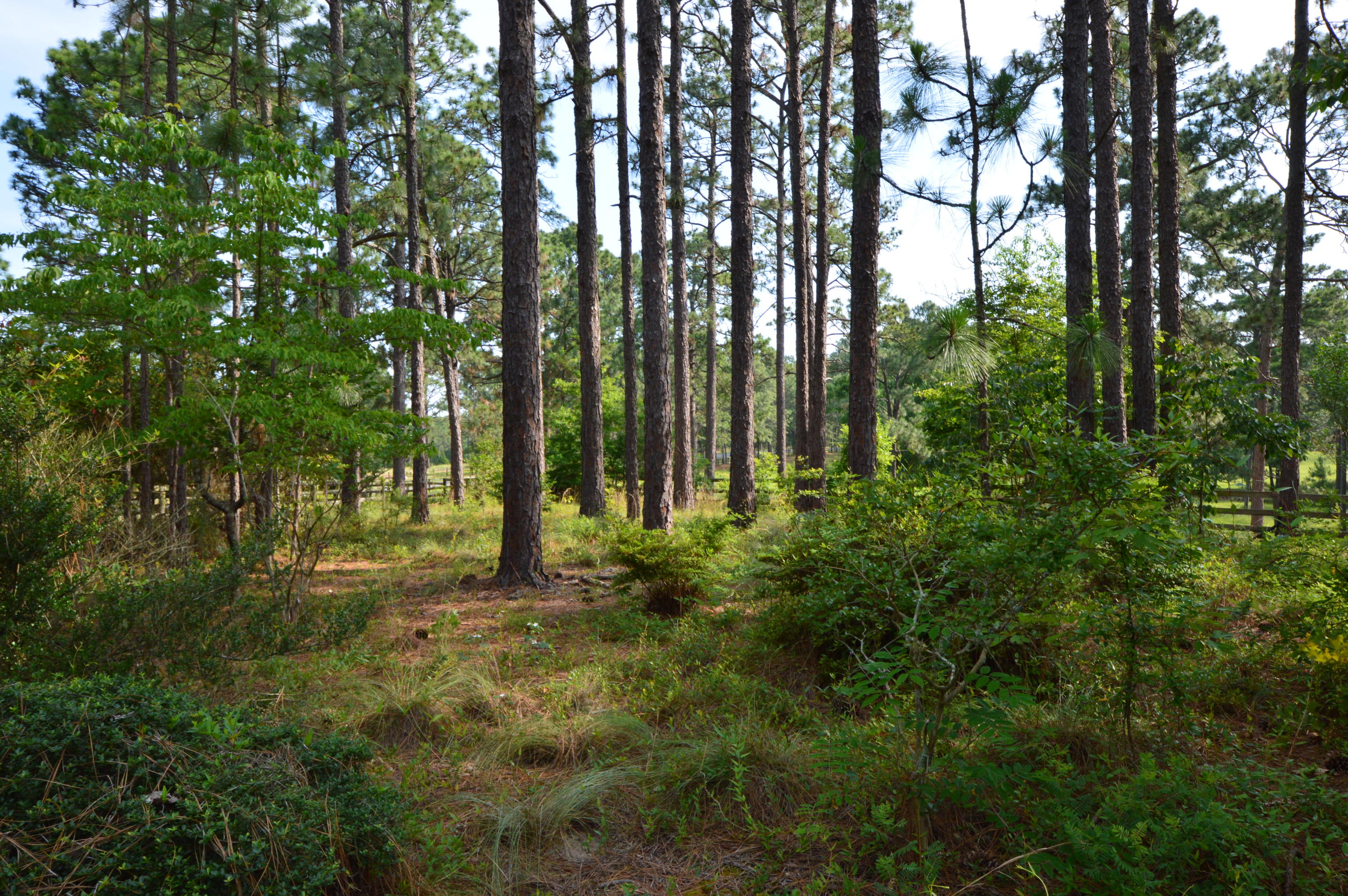 2963 Lakebay Road Vass, NC 28394 - Photo 20 of 41 DSC_0031