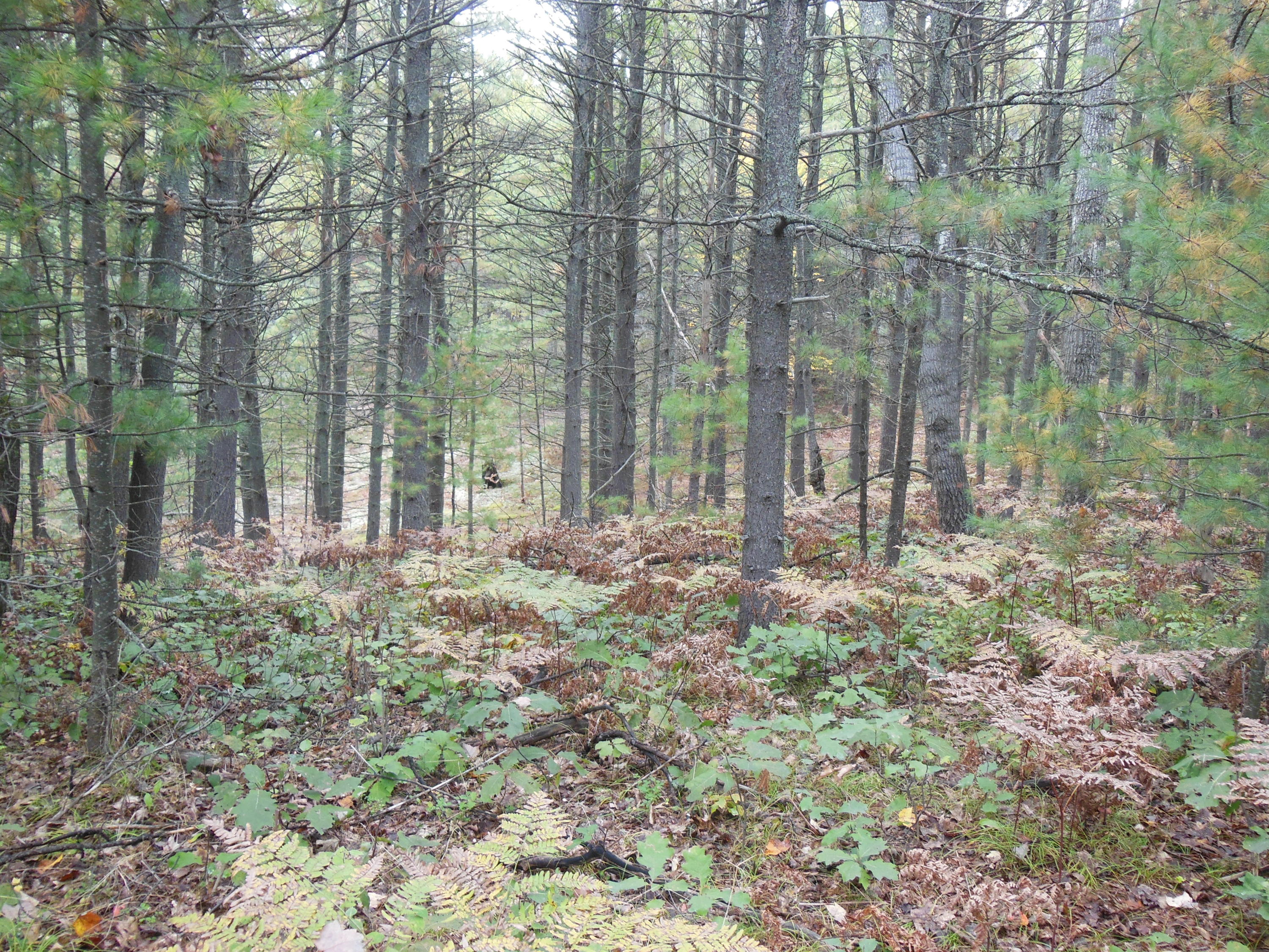 2195 Marlette Road Frederic, MI 49733 - Photo 15 of 23 Gallery Image 15