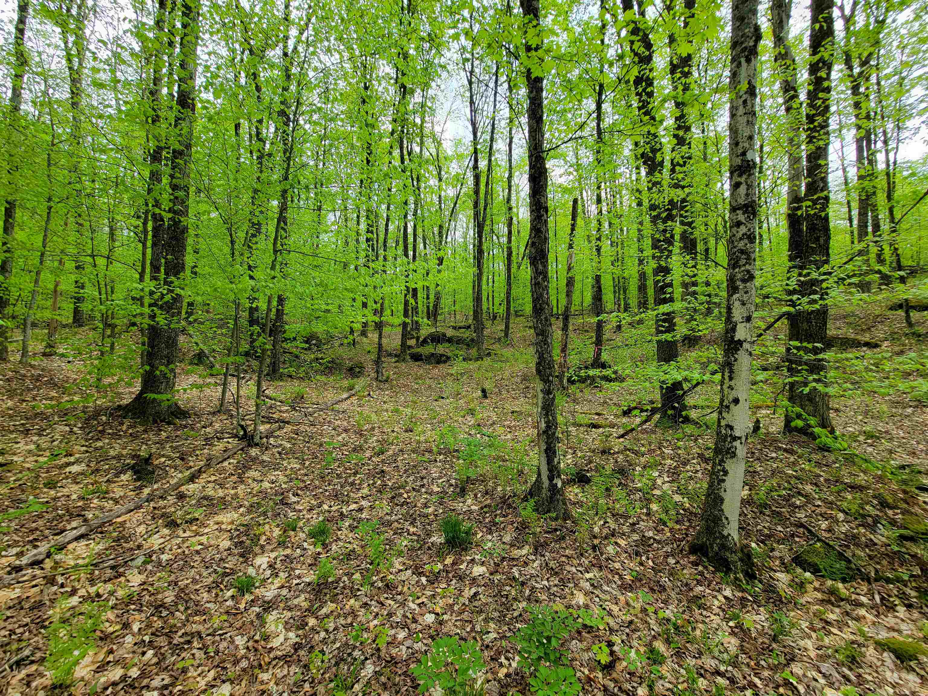 660 Brookview Lane Wolcott, VT 05680 - Photo 49 of 60