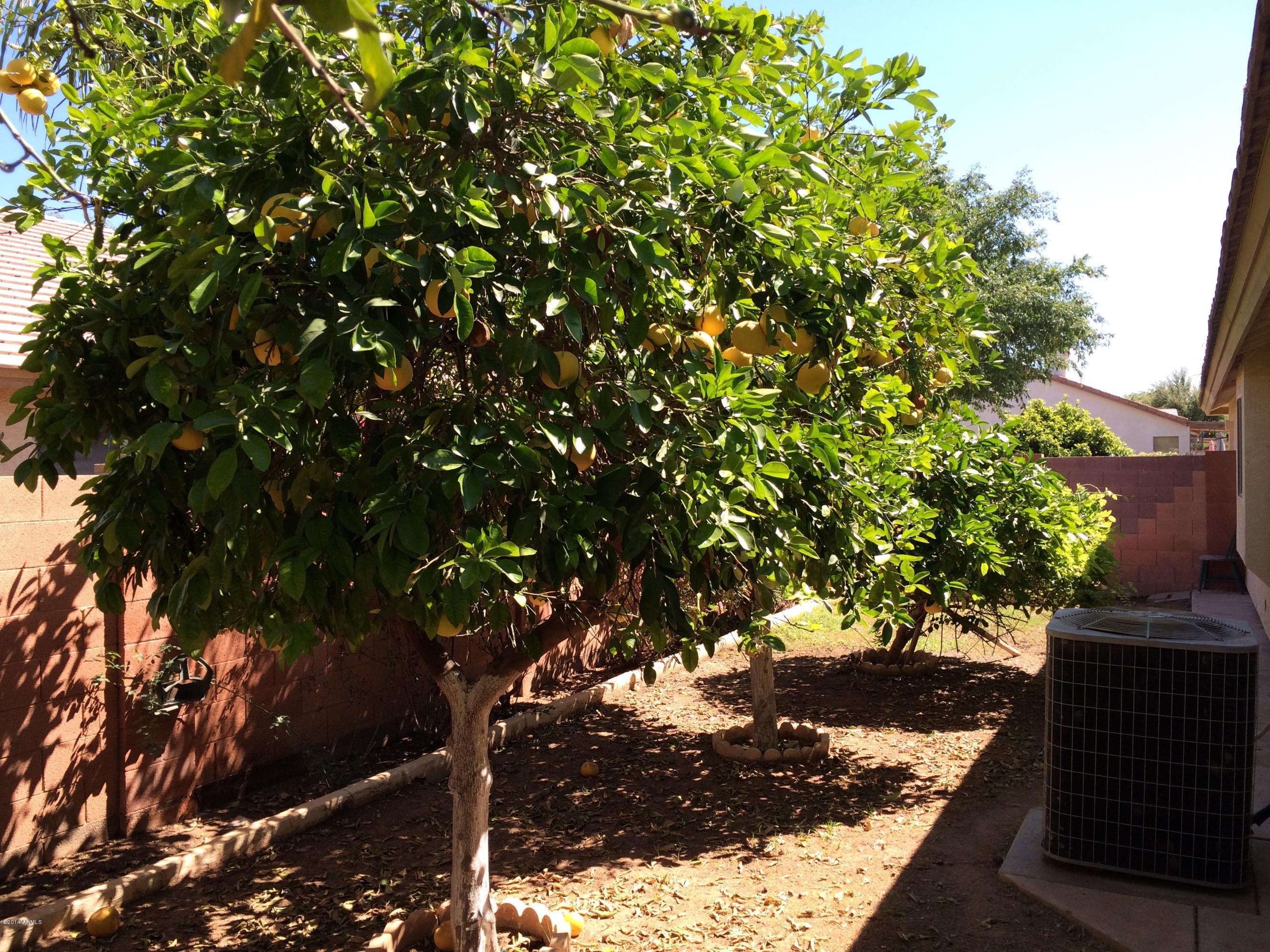 456 South Coronado Road Gilbert, AZ 85296 - Photo 46 of 51 iphone photos April 2014 047