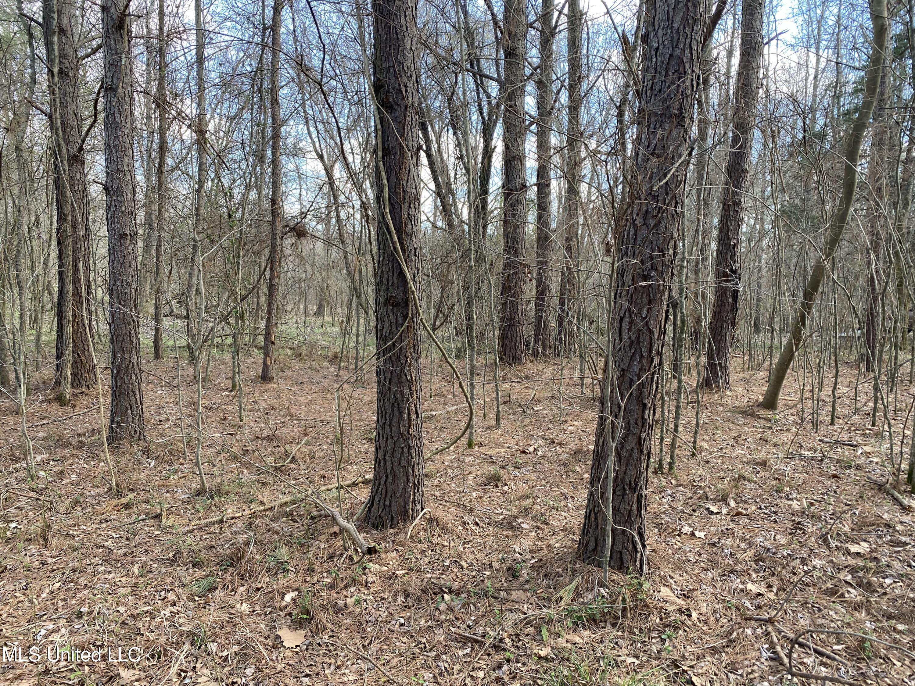 6 Prichard Road Coldwater, MS 38618 - Photo 1 of 7 8059B30A-14D4-4605-BA18-A9C8FBAD8EEB