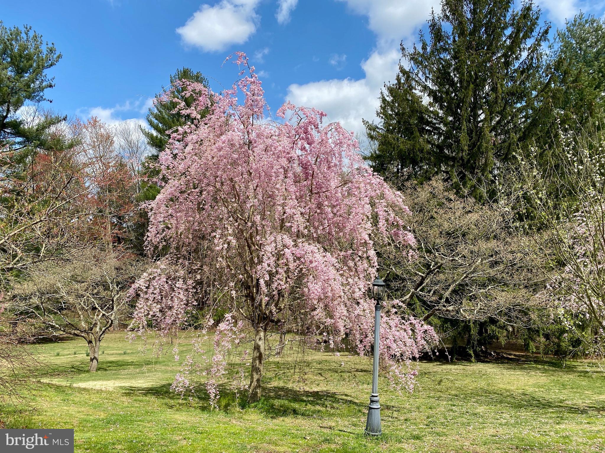358 Ring Road Chadds Ford, PA 19317 - Photo 69 of 78 Gorgeous flowering trees