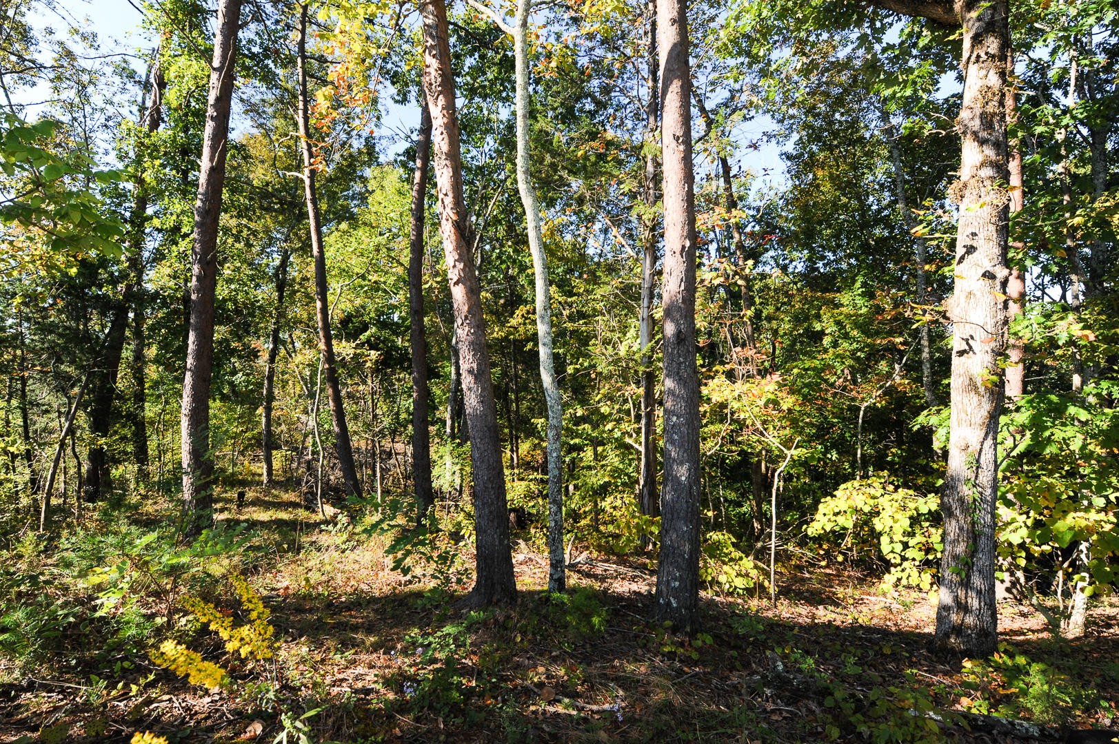 7102 Diamond Branch Road Maryville, TN 37801 - Photo 29 of 31 Gallery Image 29