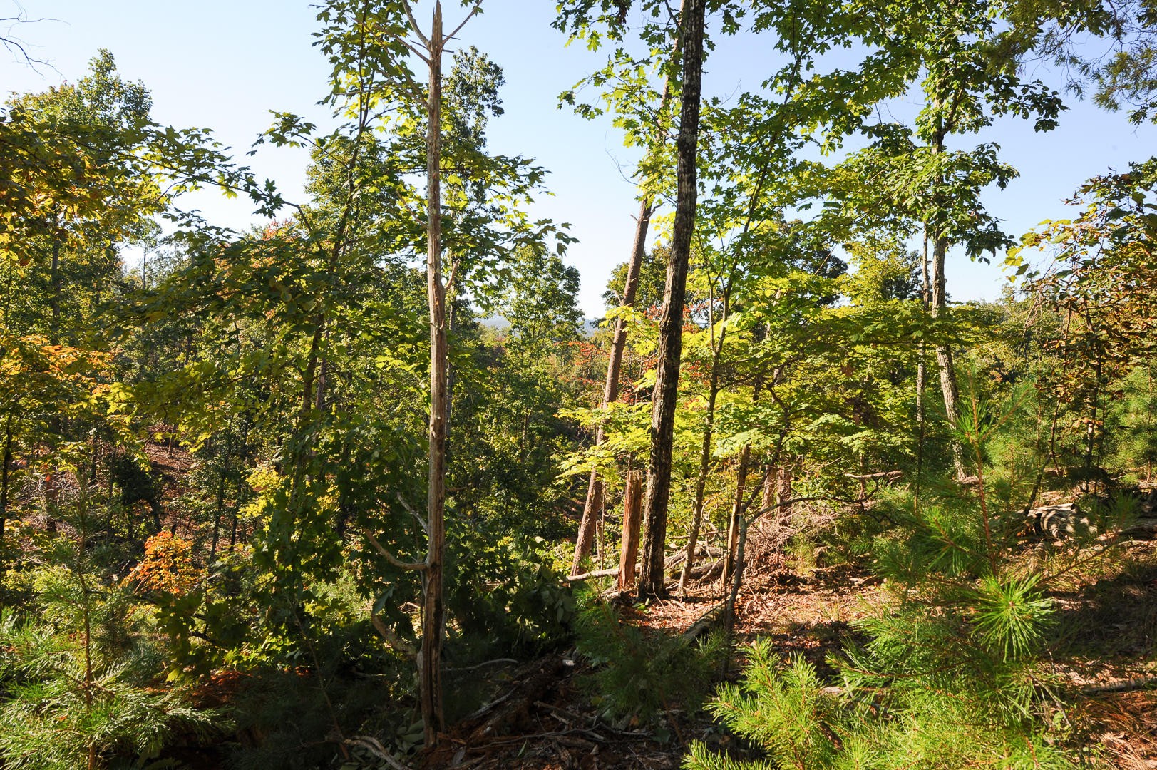 7102 Diamond Branch Road Maryville, TN 37801 - Photo 31 of 31 Gallery Image 31
