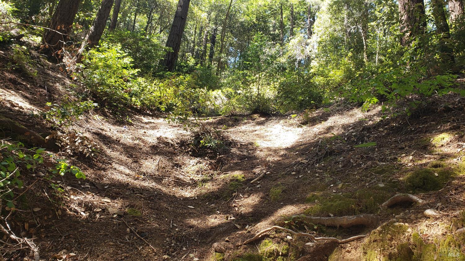 18190 Old Monte Rio Road Guerneville, CA 95446 - Photo 1 of 18 a view of a tree