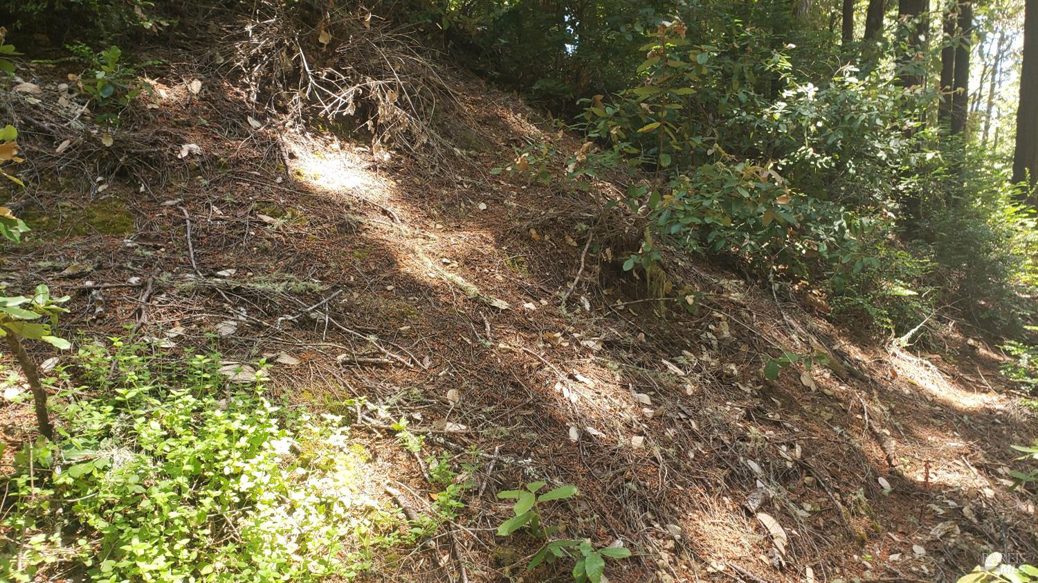 18190 Old Monte Rio Road Guerneville, CA 95446 - Photo 12 of 18 a view of a tree in a yard