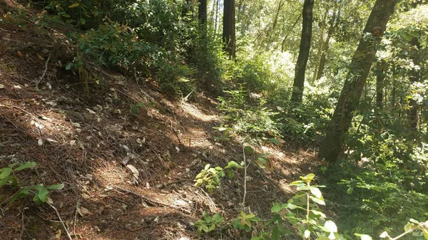 a view of a tree in a yard