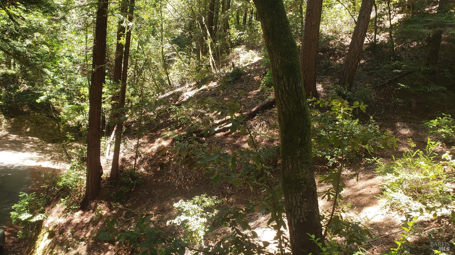 18190 Old Monte Rio Road Guerneville, CA 95446 - Photo 14 of 18 a view of a tree in a yard