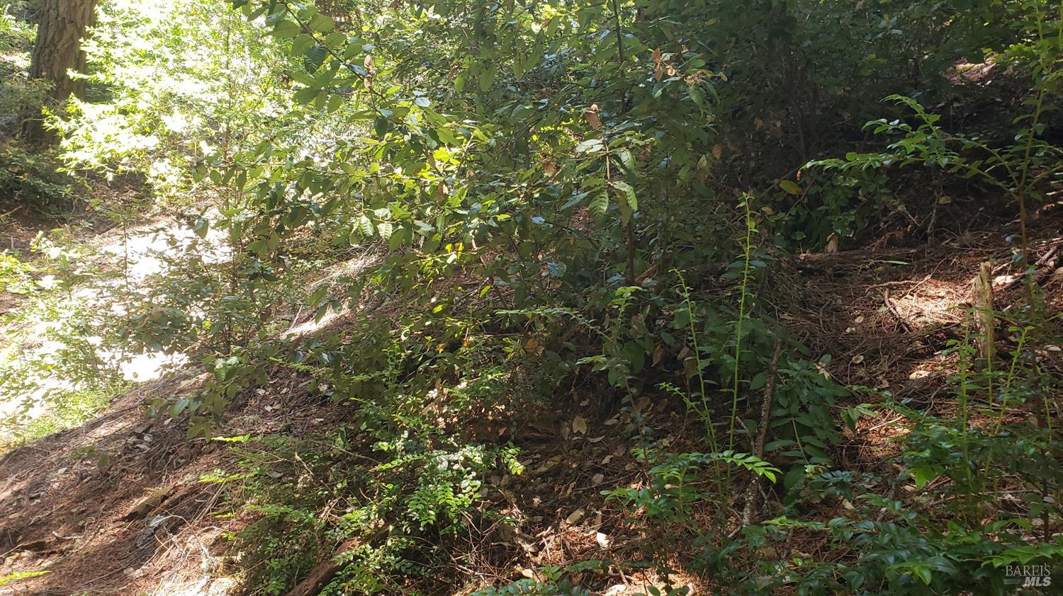 18190 Old Monte Rio Road Guerneville, CA 95446 - Photo 15 of 18 a view of a tree