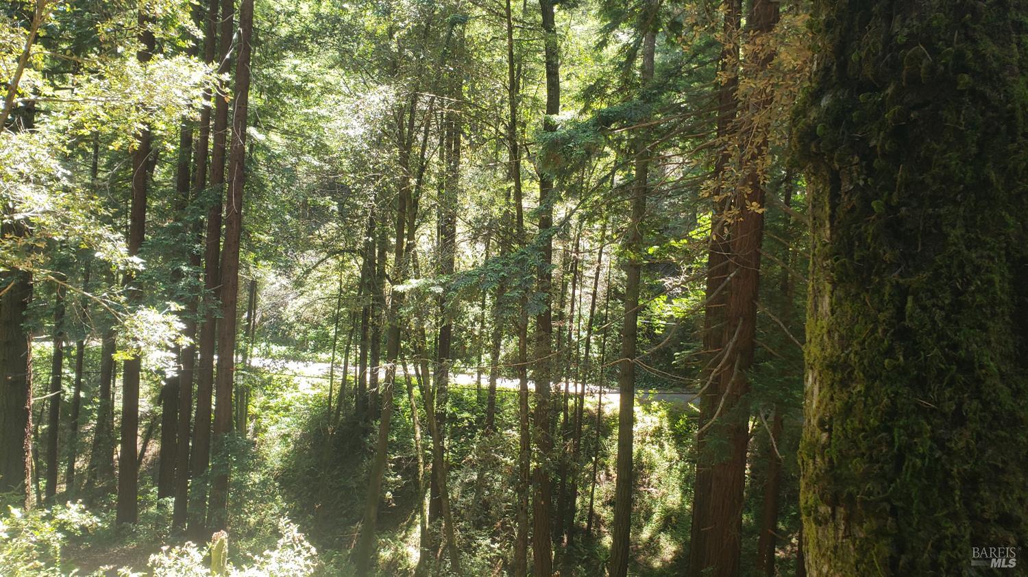 18190 Old Monte Rio Road Guerneville, CA 95446 - Photo 16 of 18 a view of forest