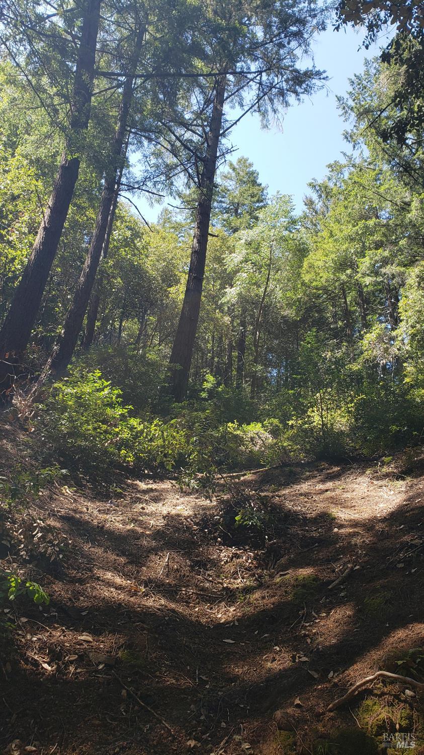 18190 Old Monte Rio Road Guerneville, CA 95446 - Photo 2 of 18 a backyard of a house with a yard