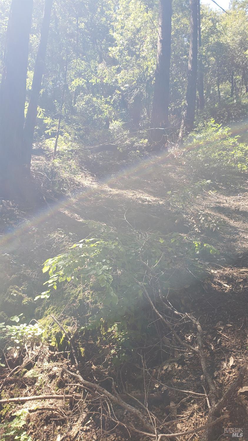 18190 Old Monte Rio Road Guerneville, CA 95446 - Photo 5 of 18 a view of a yard with a tree