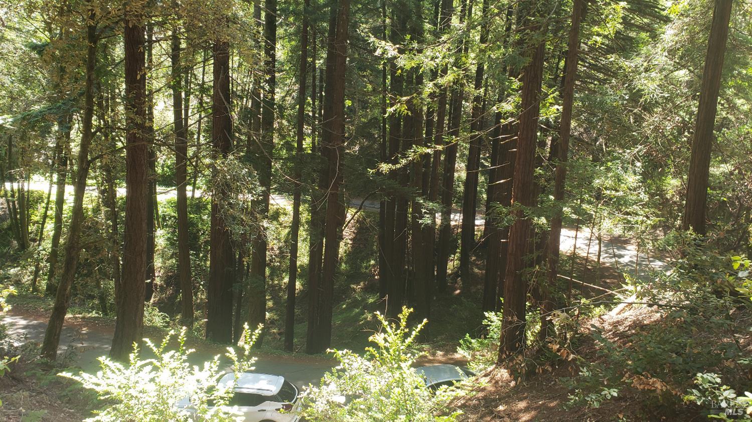 18190 Old Monte Rio Road Guerneville, CA 95446 - Photo 6 of 18 a picture of tree