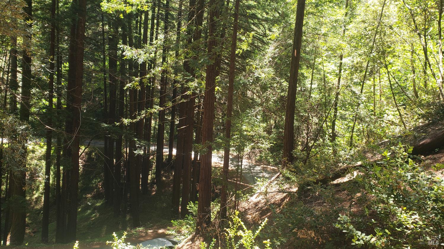 18190 Old Monte Rio Road Guerneville, CA 95446 - Photo 7 of 18 a picture of tree