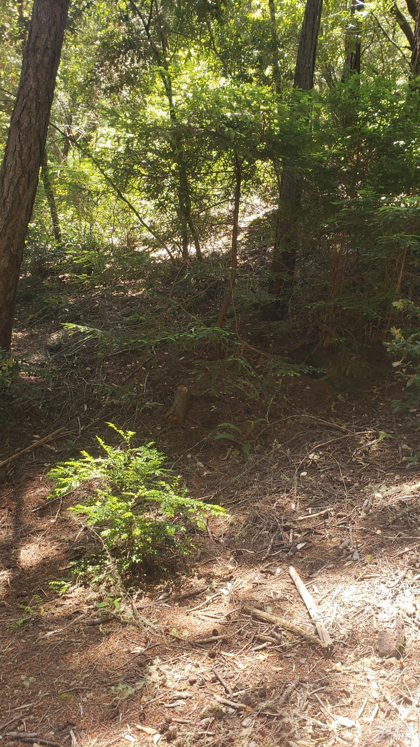 18190 Old Monte Rio Road Guerneville, CA 95446 - Photo 8 of 18 a view of a large tree next to a yard