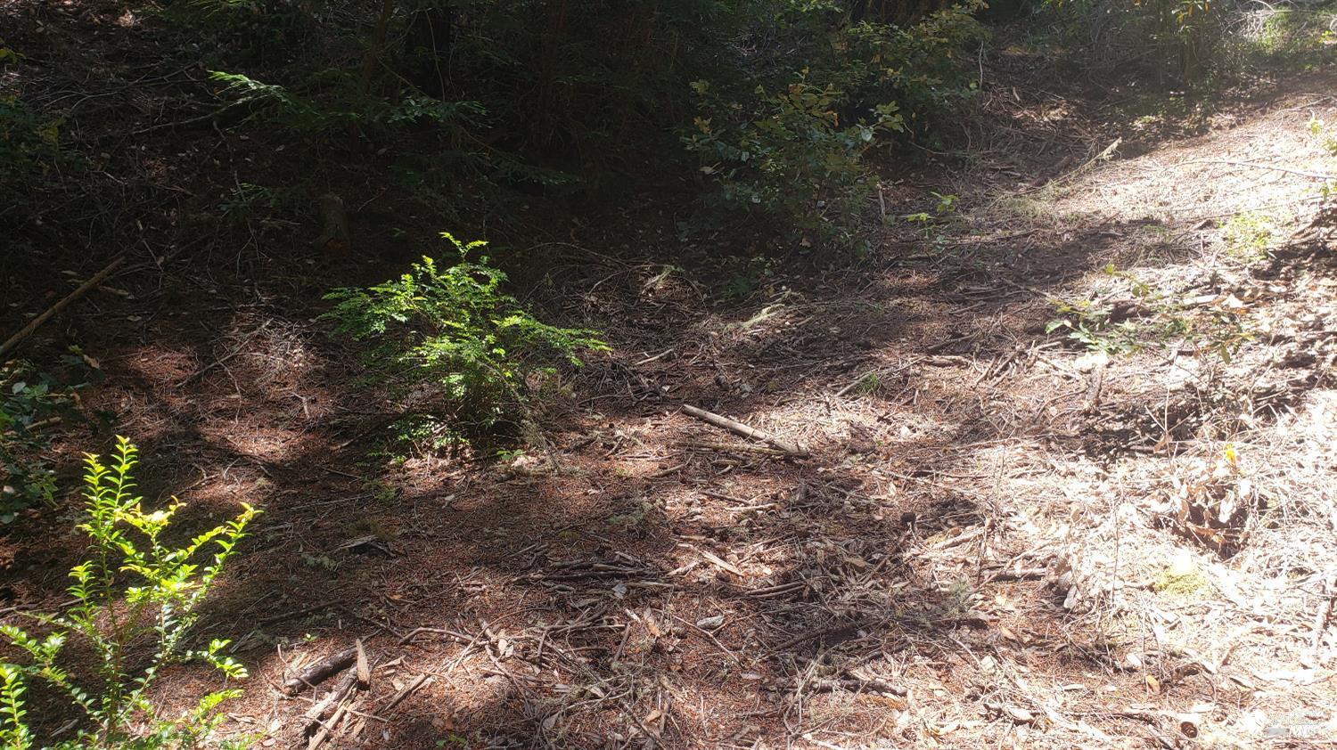 18190 Old Monte Rio Road Guerneville, CA 95446 - Photo 10 of 18 a picture of a tree