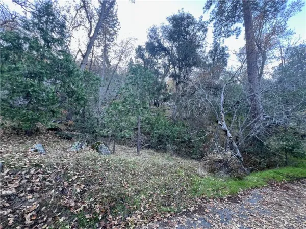 a view of a forest with trees in the background